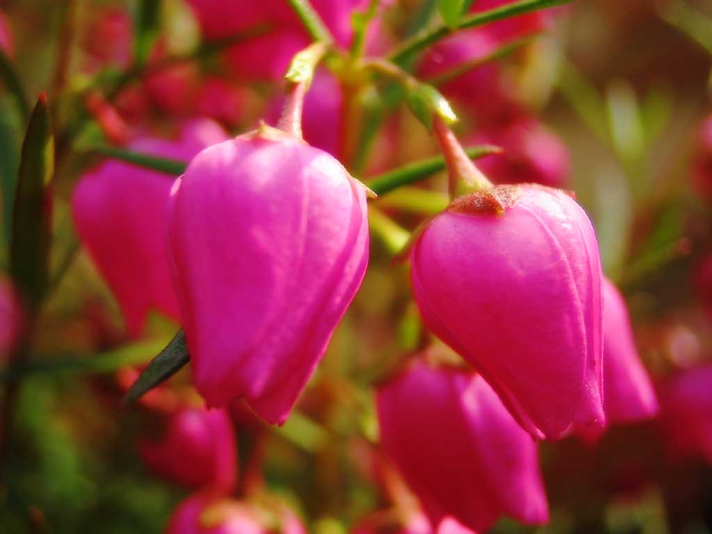 foto,tela,gratis,paisaje,fotografa,idea,Pequeas flores rosadas., Rosado, Ptalo, , De cerca