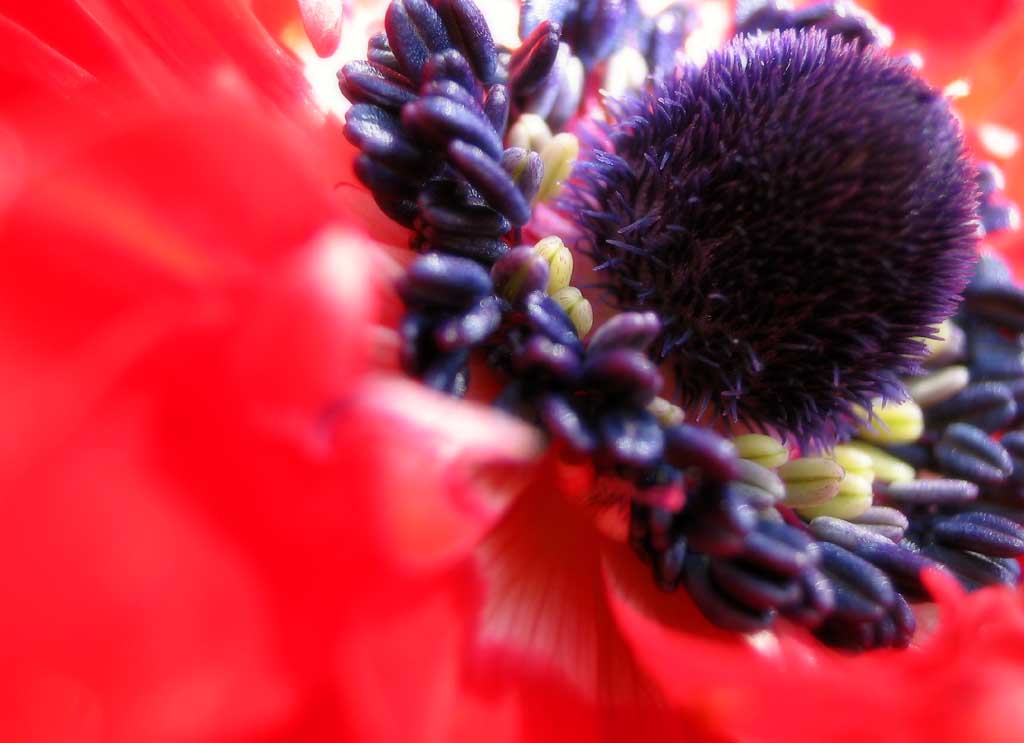photo,material,free,landscape,picture,stock photo,Creative Commons,Stamens and a pistil, red, pollen, stamen, pistil