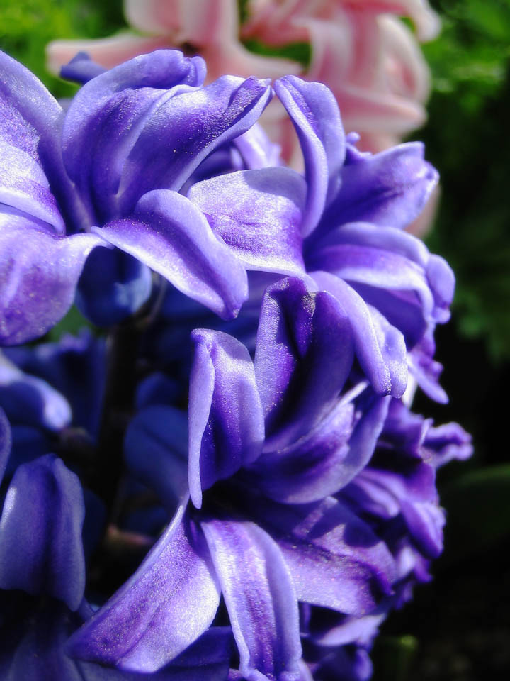 photo,material,free,landscape,picture,stock photo,Creative Commons,Hyacinth, blue, bluish-purple, , 
