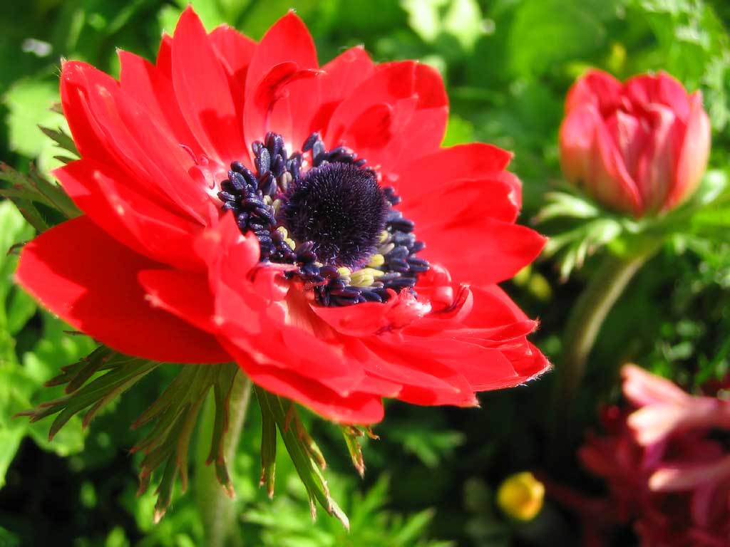 Foto, materiell, befreit, Landschaft, Bild, hat Foto auf Lager,Rot von einer Anemone, rot, Pollen, Staubblatt, Stempel