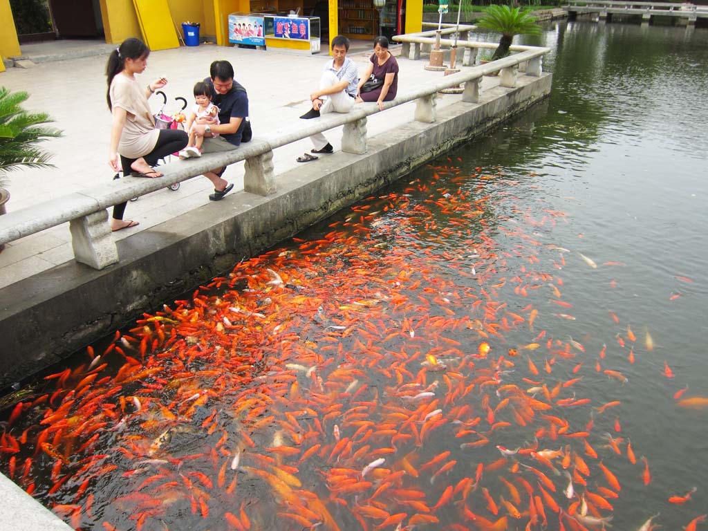 fotografia, materiale, libero il panorama, dipinga, fotografia di scorta,Koi Pond, , , , 