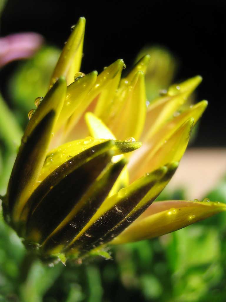 photo,material,free,landscape,picture,stock photo,Creative Commons,Flower bud in the spring sunshine, bud, , waterdrop, flower