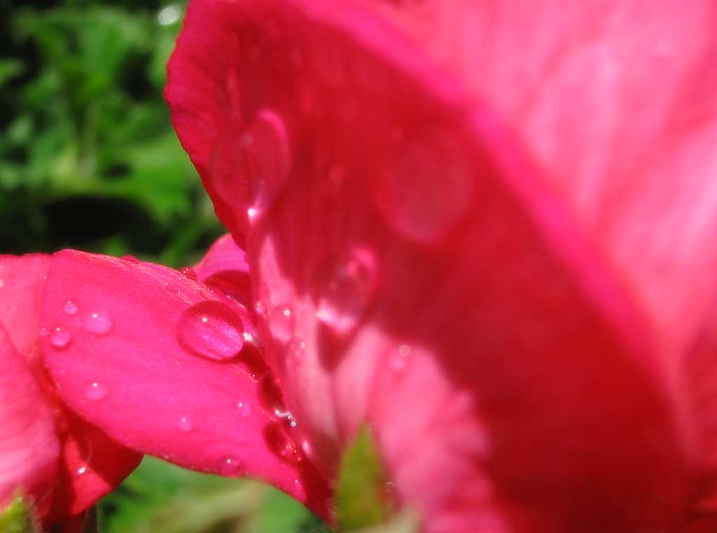 photo,material,free,landscape,picture,stock photo,Creative Commons,Pink dew, pink, petal, , close-up