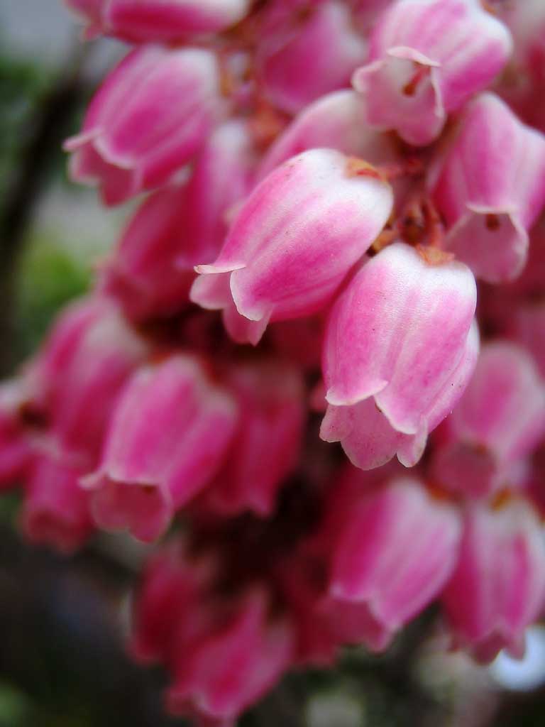 photo,material,free,landscape,picture,stock photo,Creative Commons,Small flowers going pink, pink, petal, , close-up