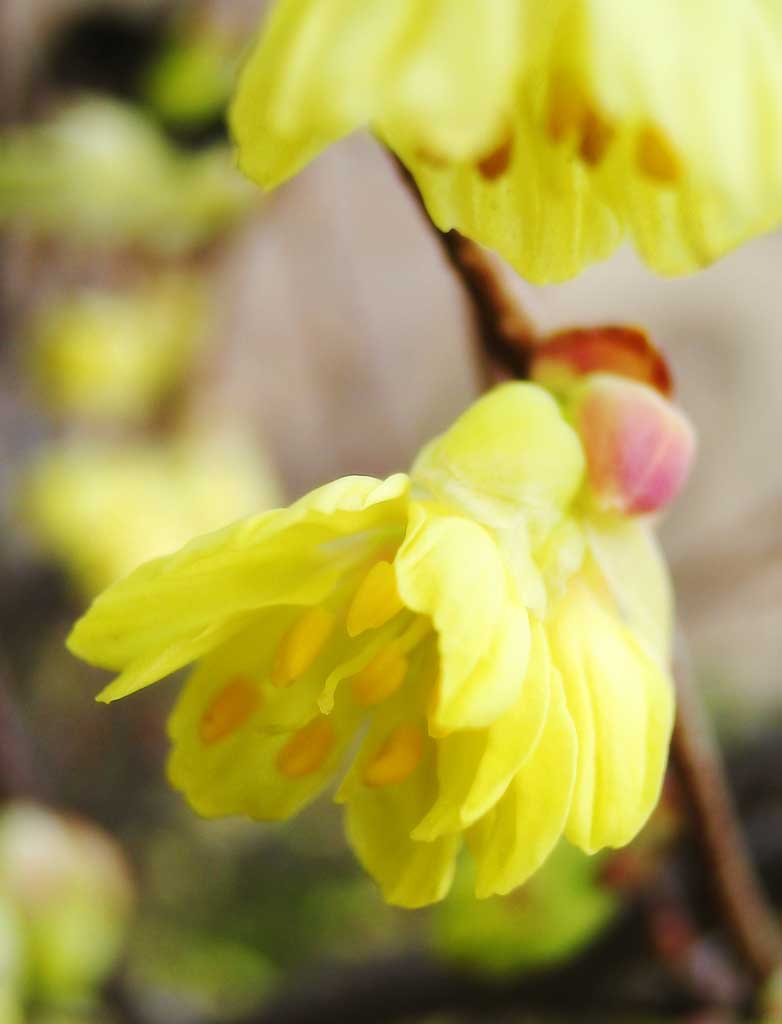 Foto, materieel, vrij, landschap, schilderstuk, bevoorraden foto,Kleine gele bloemen, Geel, Kroonblad, , Voorgrond