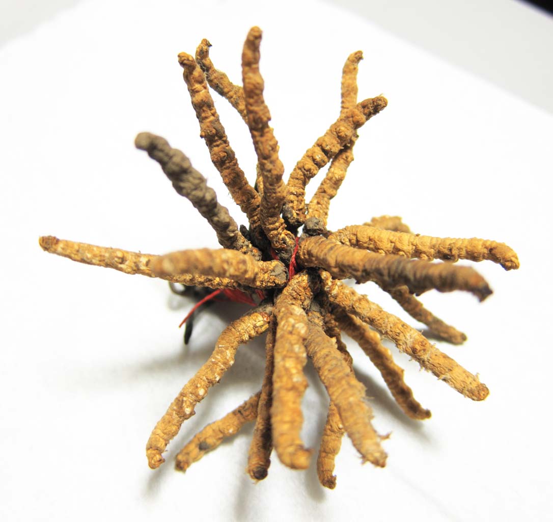 ,,, ,,,Cordyceps, , , , 