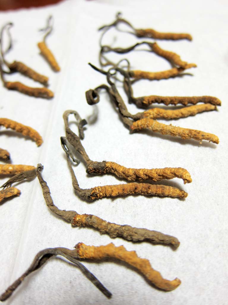 photo,material,free,landscape,picture,stock photo,Creative Commons,Cordyceps, , , , 