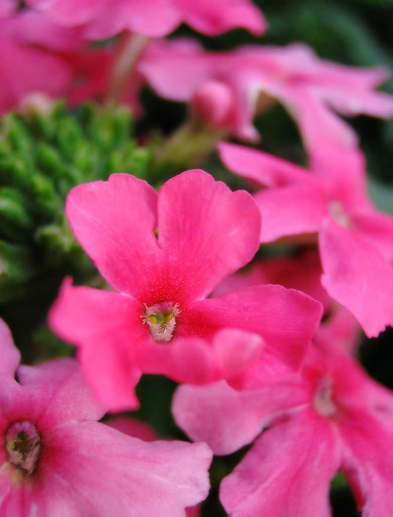 photo,material,free,landscape,picture,stock photo,Creative Commons,Small pink flowers, pink, petal, , close-up