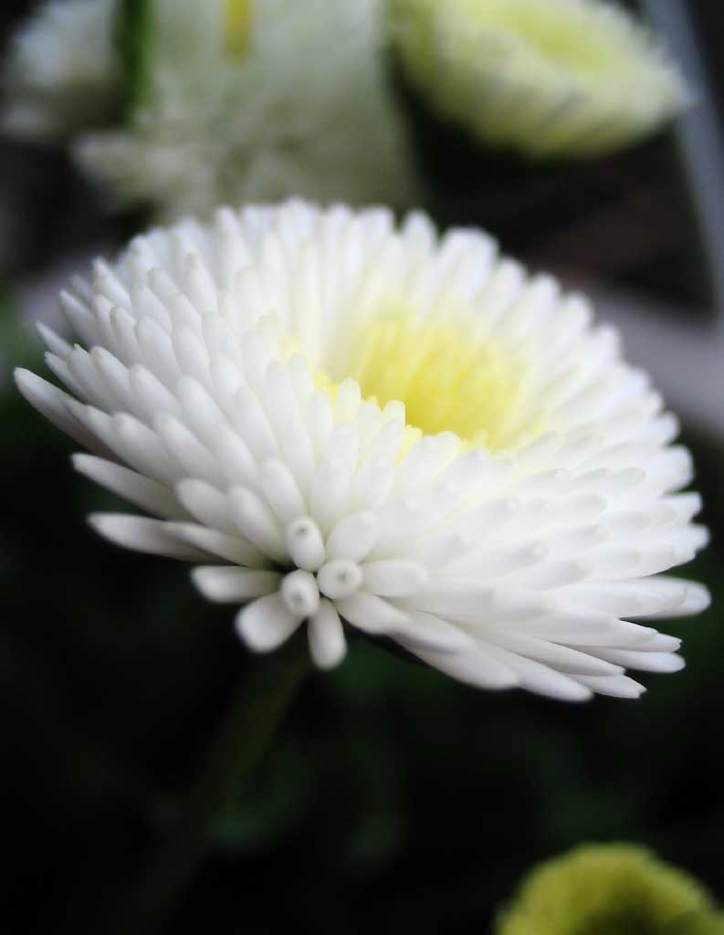 photo,material,free,landscape,picture,stock photo,Creative Commons,Cosmos of a daisy, white, petal, , close-up