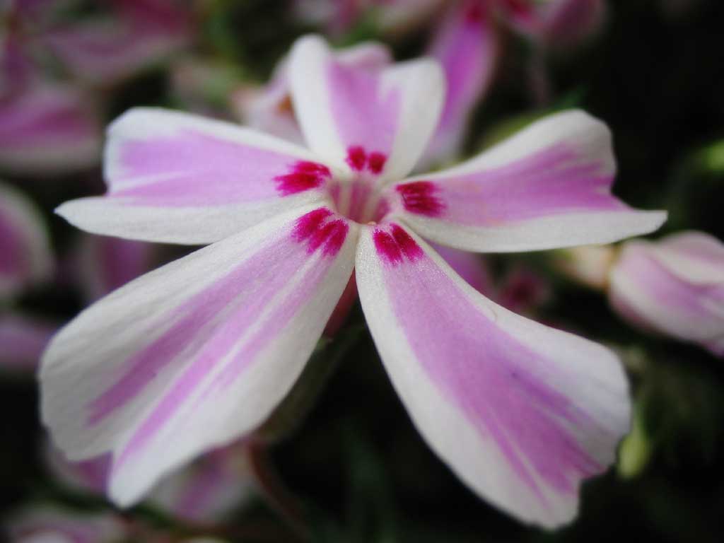 fotografia, material, livra, ajardine, imagine, proveja fotografia,Apolo astronave de uma flor, rosa, ptala, , close-up