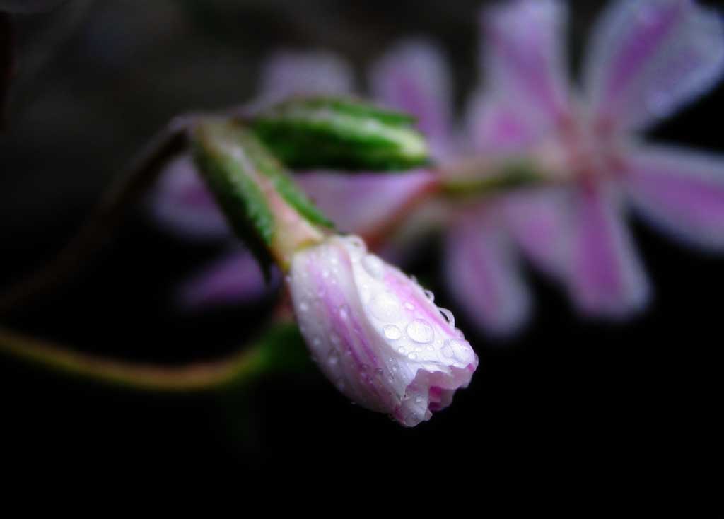photo,material,free,landscape,picture,stock photo,Creative Commons,Unspoken thought, pink, petal, bud, waterdrop