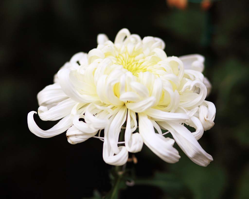 photo,material,free,landscape,picture,stock photo,Creative Commons,White chrysanthemum flowers, , , , 