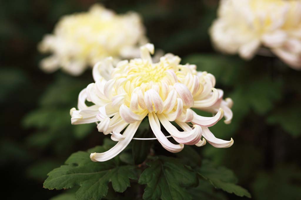 Foto, materieel, vrij, landschap, schilderstuk, bevoorraden foto,Witte chrysant bloemen, , , , 