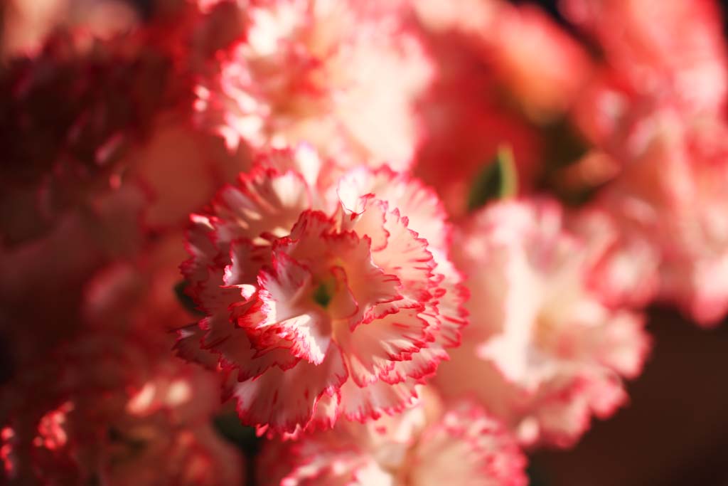 photo,material,free,landscape,picture,stock photo,Creative Commons,Carnation, , , , 