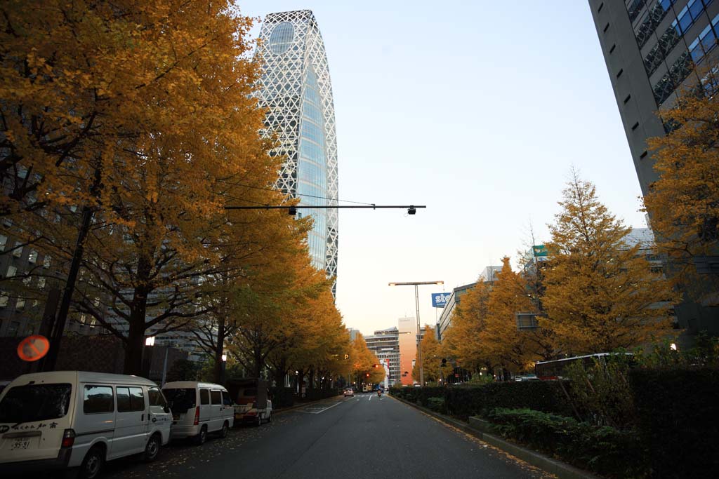 foto,tela,gratis,paisaje,fotografa,idea,Shinjuku edificio alto del anochecer, , , , 