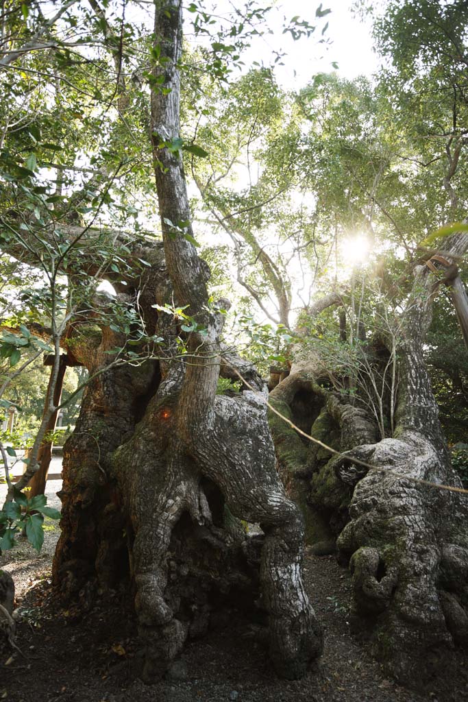 Foto, materieel, vrij, landschap, schilderstuk, bevoorraden foto,Ise Jingu Geku Kiyomori Kusunoki, , , , 