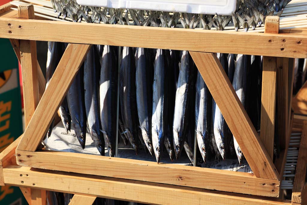photo,material,free,landscape,picture,stock photo,Creative Commons,Dried saury fish, , , , 