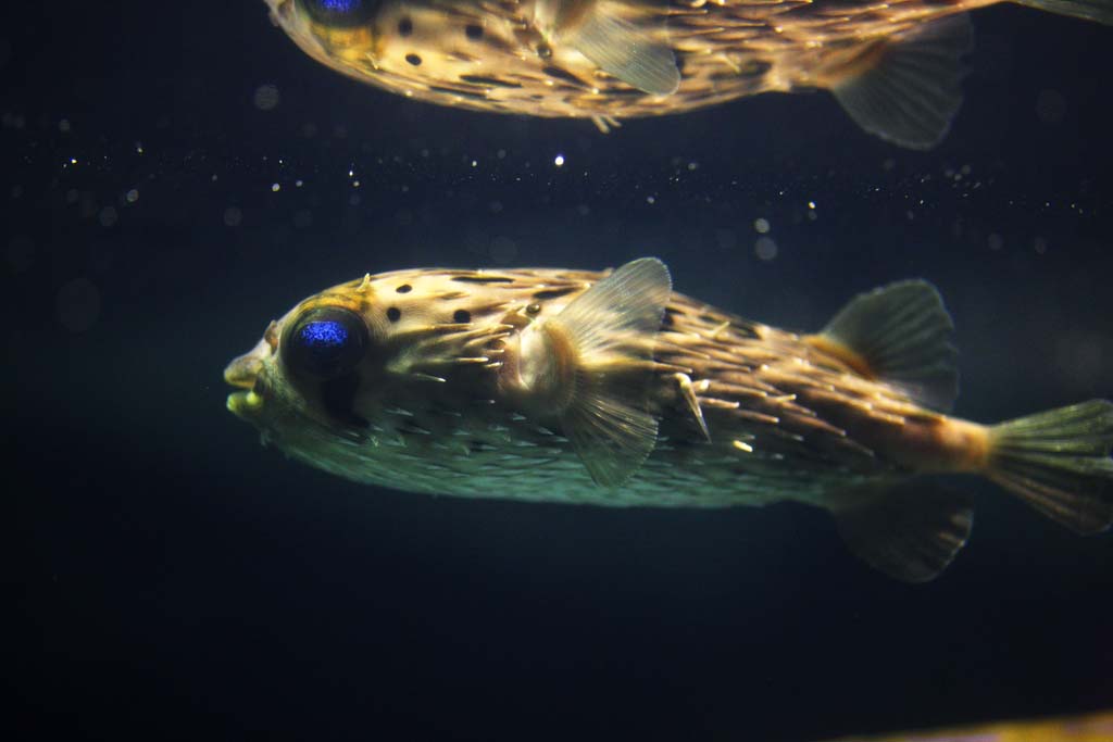 Foto, materiell, befreit, Landschaft, Bild, hat Foto auf Lager,Porcupinefish, , , , 