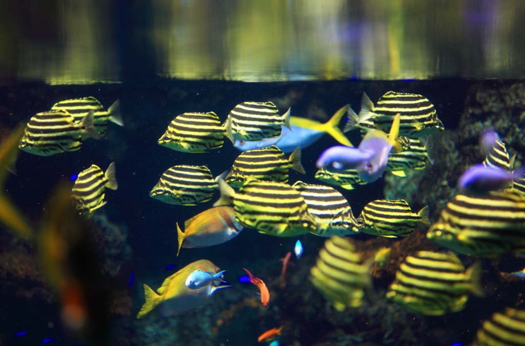 photo,material,free,landscape,picture,stock photo,Creative Commons,Tropical fish, , , , 