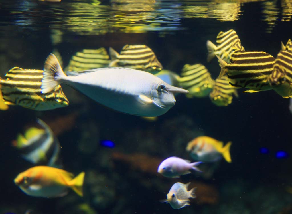 fotografia, materiale, libero il panorama, dipinga, fotografia di scorta,Pesce tropicale, , , , 