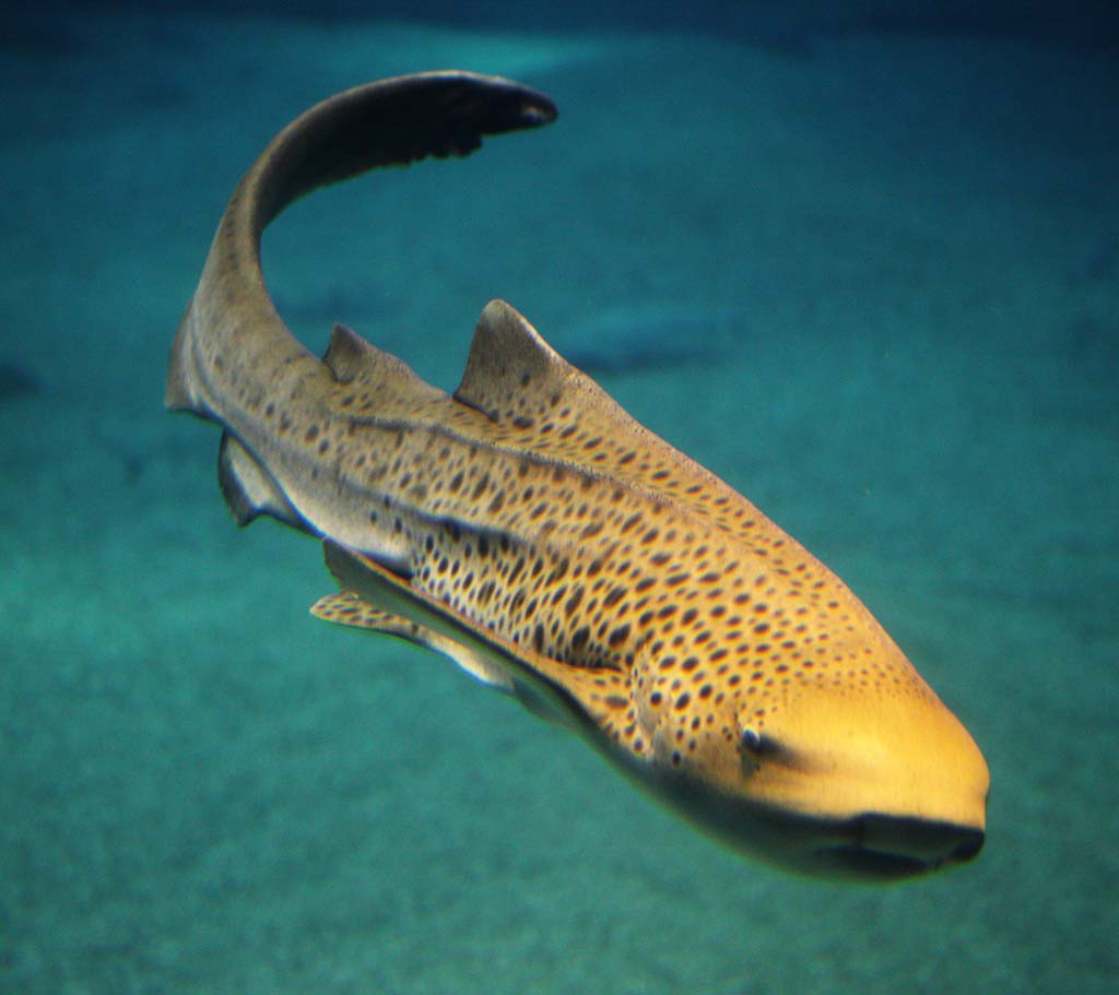 photo,material,free,landscape,picture,stock photo,Creative Commons,Bullhead shark, , , , 