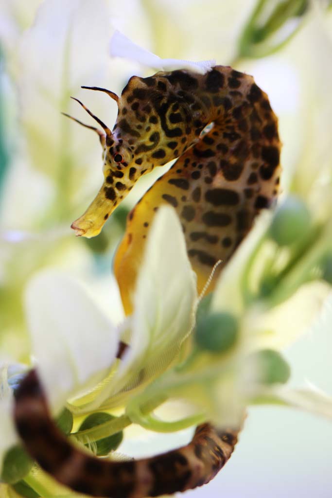 fotografia, material, livra, ajardine, imagine, proveja fotografia,Sea Horse, , , , 