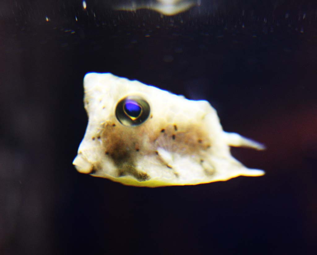 foto,tela,gratis,paisaje,fotografa,idea,Boxfish, , , , 