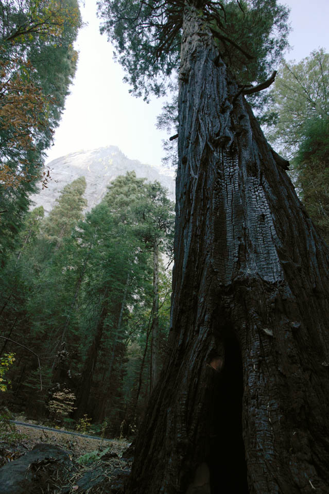 fotografia, materiale, libero il panorama, dipinga, fotografia di scorta,Albero bruciato, rupe, pietra, Granito, grande albero