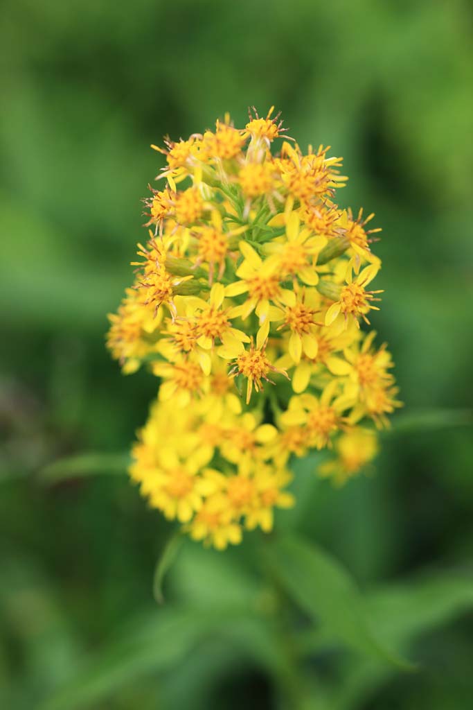 Foto, materieel, vrij, landschap, schilderstuk, bevoorraden foto,Alpine planten, , , , 