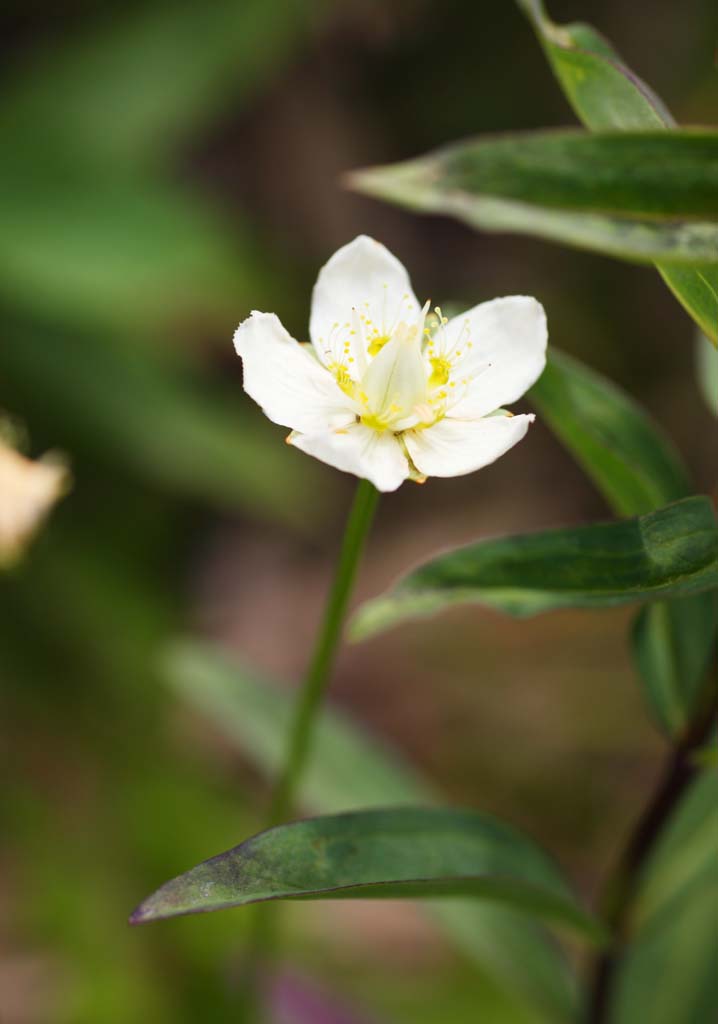 Foto, materieel, vrij, landschap, schilderstuk, bevoorraden foto,Alpine planten, , , , 