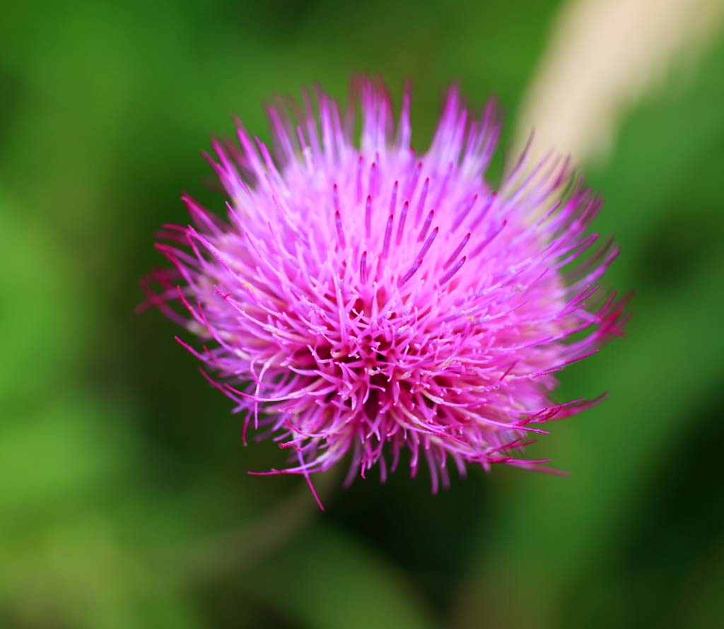 Foto, materiell, befreit, Landschaft, Bild, hat Foto auf Lager,Thistle von zierlichen, , , , 