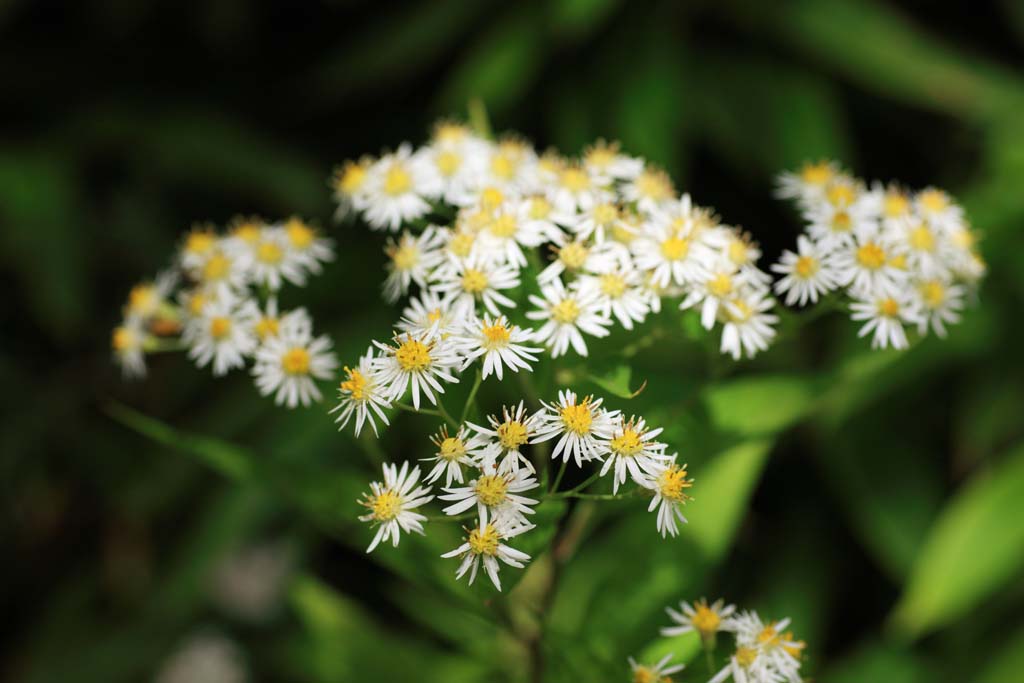 Foto, materieel, vrij, landschap, schilderstuk, bevoorraden foto,Alpine planten, , , , 