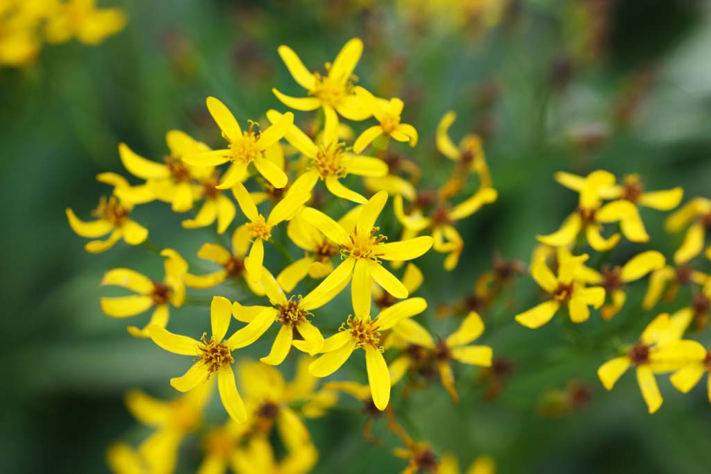 Foto, materieel, vrij, landschap, schilderstuk, bevoorraden foto,Alpine planten, , , , 