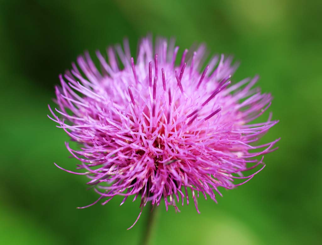 Foto, materieel, vrij, landschap, schilderstuk, bevoorraden foto,Thistle van snoepje, , , , 