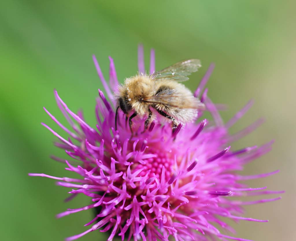 photo, la matire, libre, amnage, dcrivez, photo de la rserve,Thistle pour les abeilles, , , , 