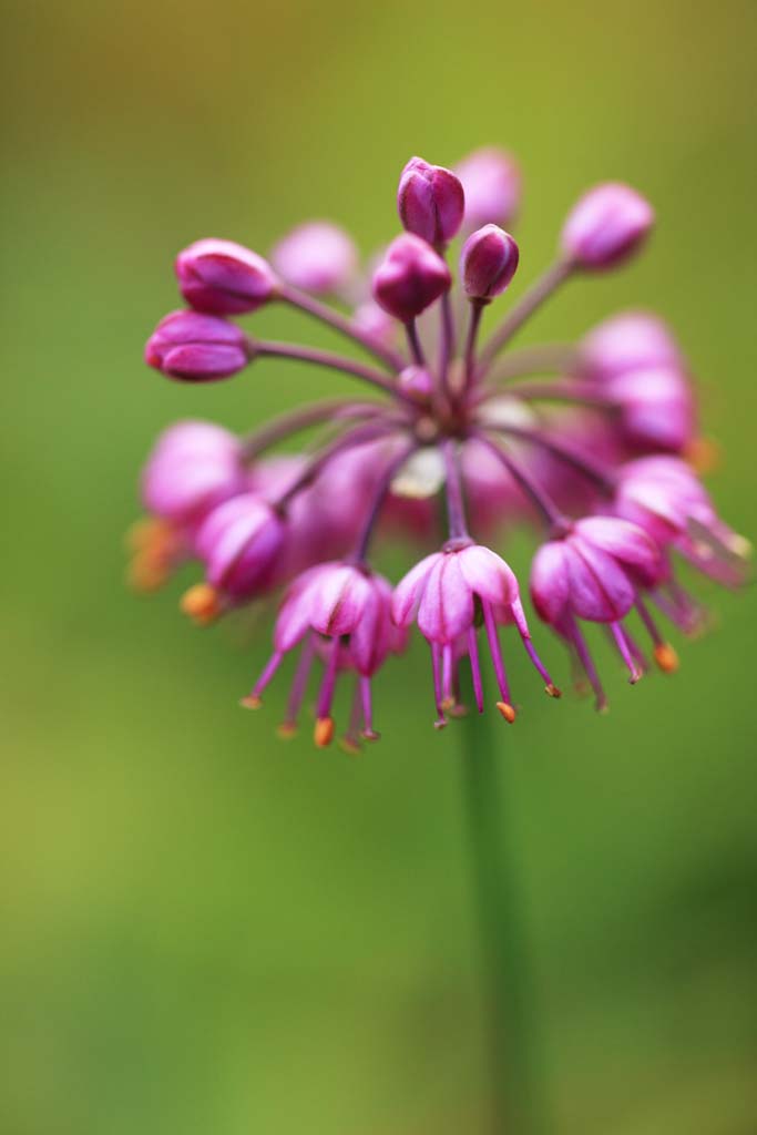 photo,material,free,landscape,picture,stock photo,Creative Commons,Yamagata shallot, , , , 