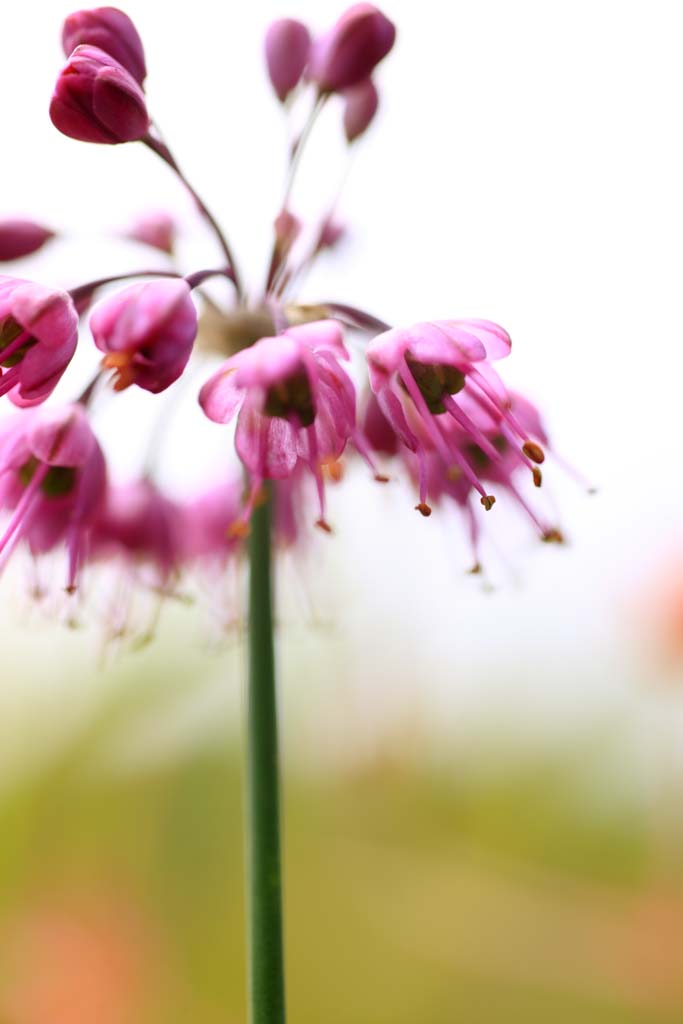 photo,material,free,landscape,picture,stock photo,Creative Commons,Yamagata shallot, , , , 