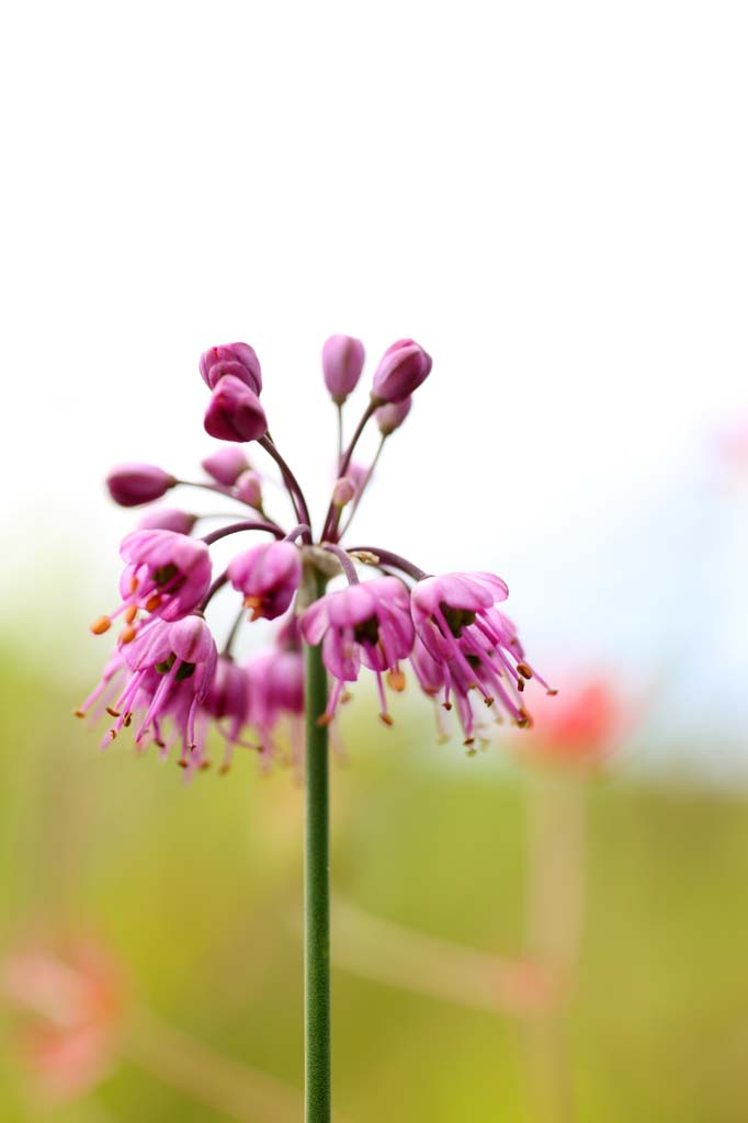 photo,material,free,landscape,picture,stock photo,Creative Commons,Yamagata shallot, , , , 