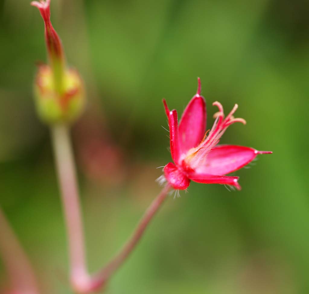 Foto, materieel, vrij, landschap, schilderstuk, bevoorraden foto,Alpine planten, , , , 