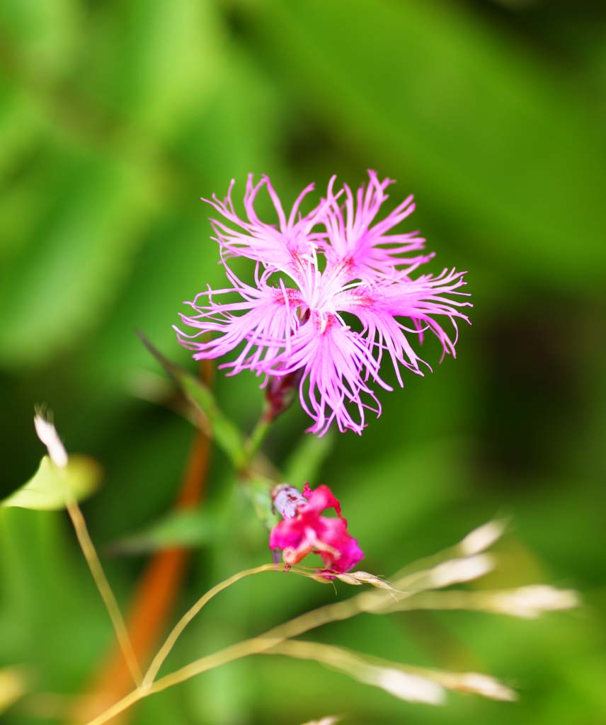 Foto, materiell, befreit, Landschaft, Bild, hat Foto auf Lager,Rosa, , , , 