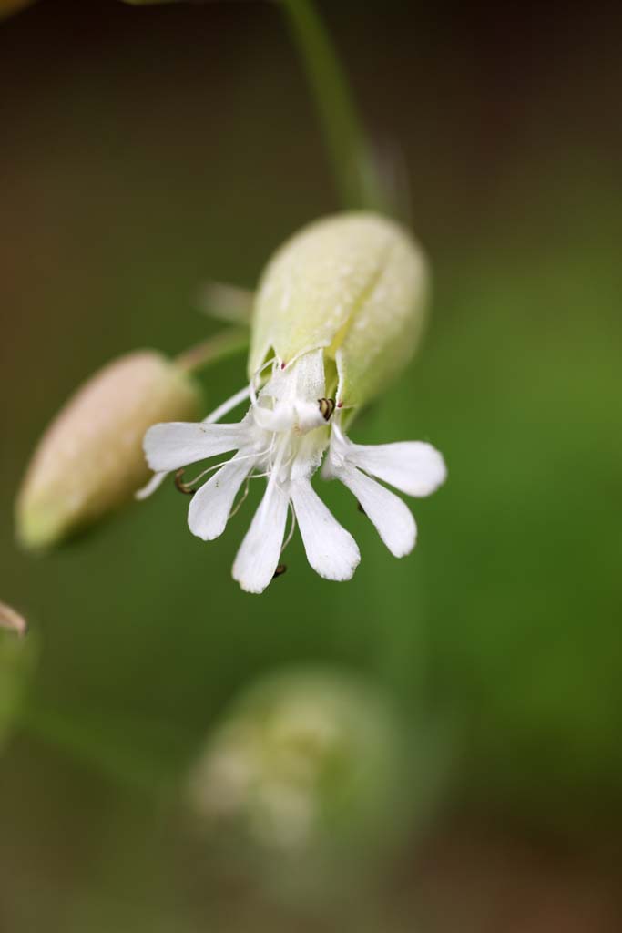 photo,material,free,landscape,picture,stock photo,Creative Commons,Bladder Campion, , , , 
