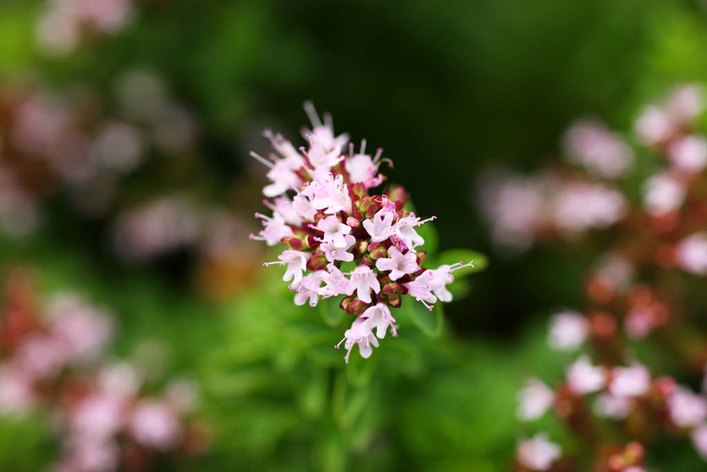 photo,material,free,landscape,picture,stock photo,Creative Commons,Compact Oregano, , , , 