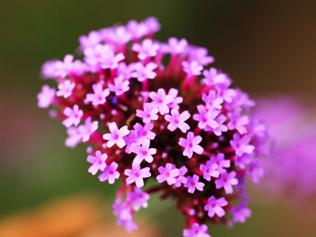 Foto, materieel, vrij, landschap, schilderstuk, bevoorraden foto,De gele bloemen, , , , 