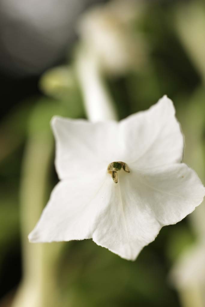 Foto, materiell, befreit, Landschaft, Bild, hat Foto auf Lager,Echinacea, , , , 