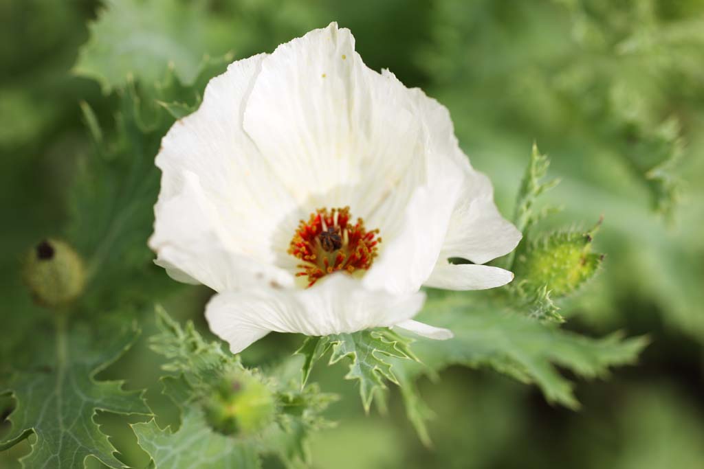 Foto, materieel, vrij, landschap, schilderstuk, bevoorraden foto,Witte bloemen, , , , 