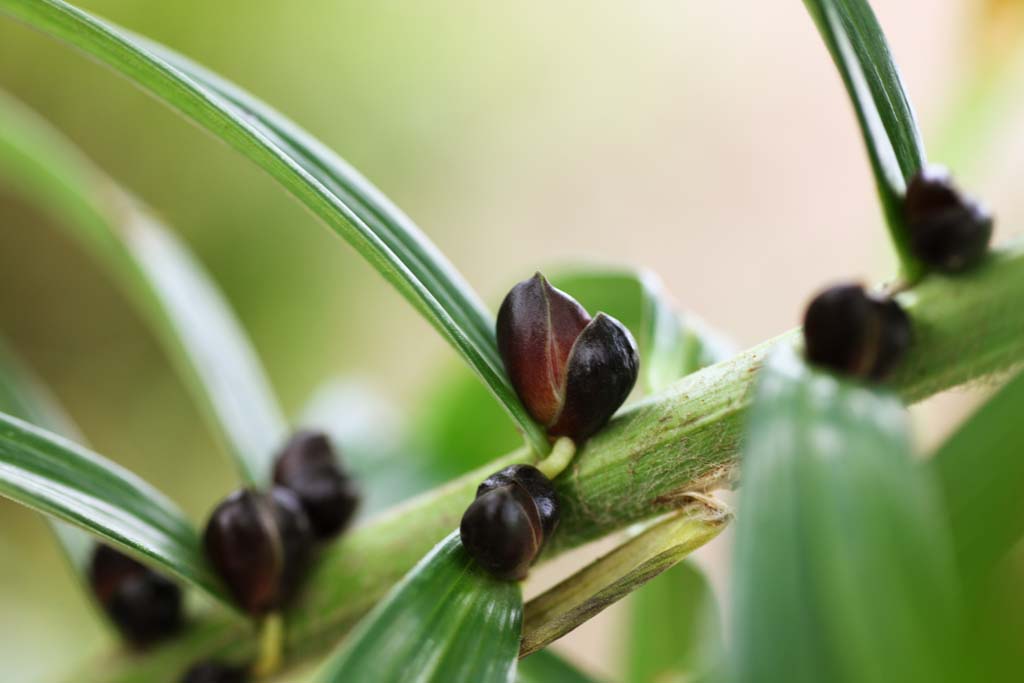 Foto, materiell, befreit, Landschaft, Bild, hat Foto auf Lager,Eine Lilie Bulbillen, , , , 