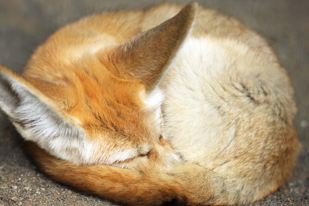 Foto, materieel, vrij, landschap, schilderstuk, bevoorraden foto,Fennec, , , , 