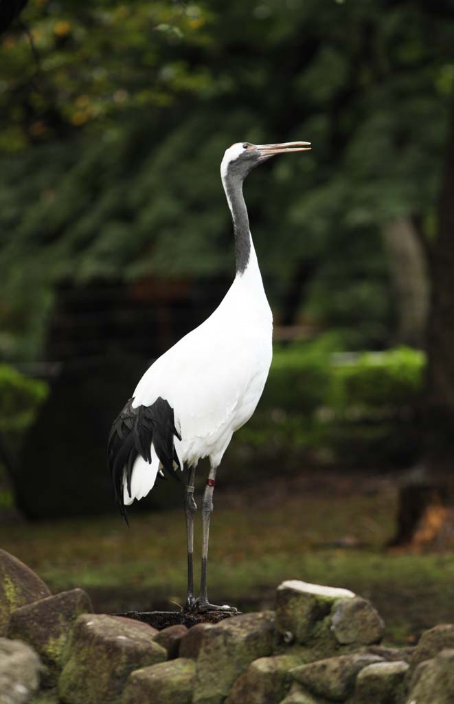 foto,tela,gratis,paisaje,fotografa,idea,Grulla de Manchuria, , , , 