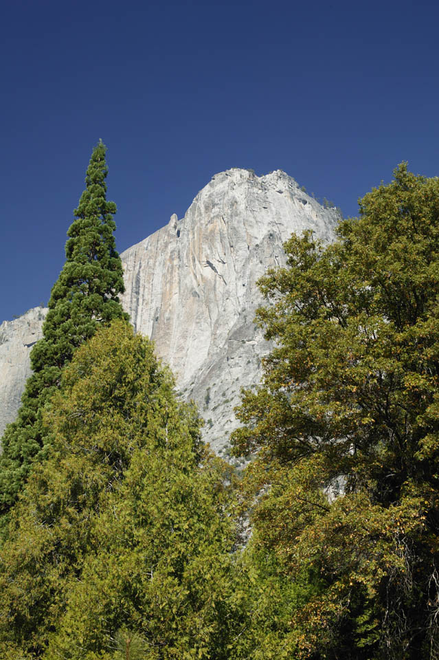 fotografia, materiale, libero il panorama, dipinga, fotografia di scorta,Guarda su alla rupe. , rupe, pietra, foresta, albero