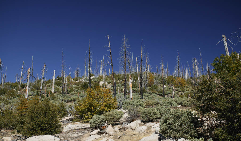 photo,material,free,landscape,picture,stock photo,Creative Commons,Reproduction of forest that burns and is exhausted, tree, forest fire, forest, 